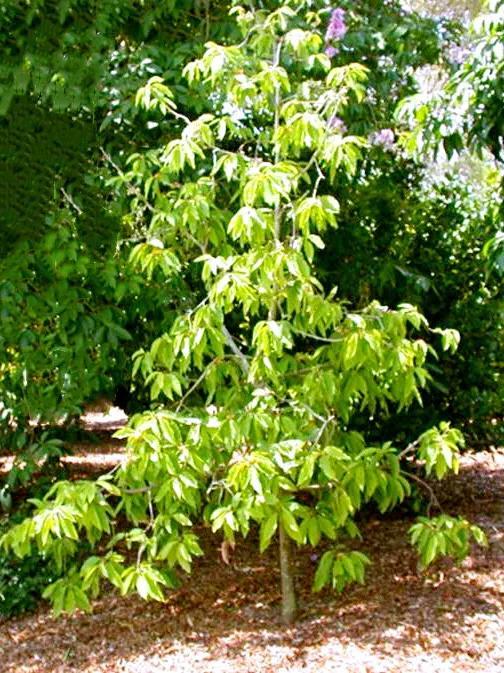黄葛兰怎么种植和养护，黄葛兰怎么种植和养护视频（<木兰科·含笑属常绿植物>）