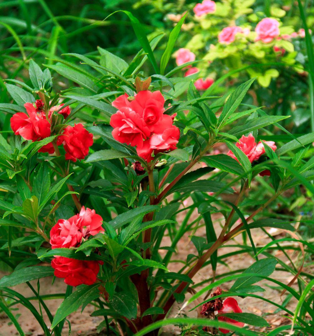 凤仙花是学名,在我们那叫"指甲花",因为它可以用来染指甲.