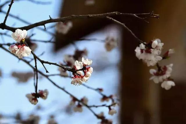 春风十里不如你下一句,十里春风别墅(今日惊蛰:春风十里不如你) 春风十里不如你下一句,十里春风别墅(今日惊蛰:春风十里不如你)