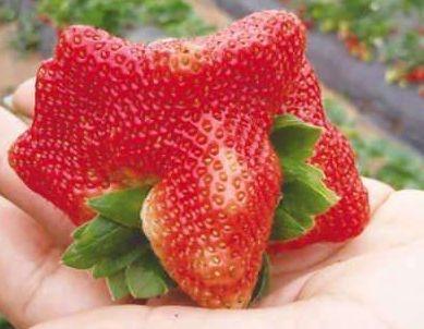 草莓的外形特征及特点，草莓的外形特征及特点视频（草莓棚大爷教你“1招”）