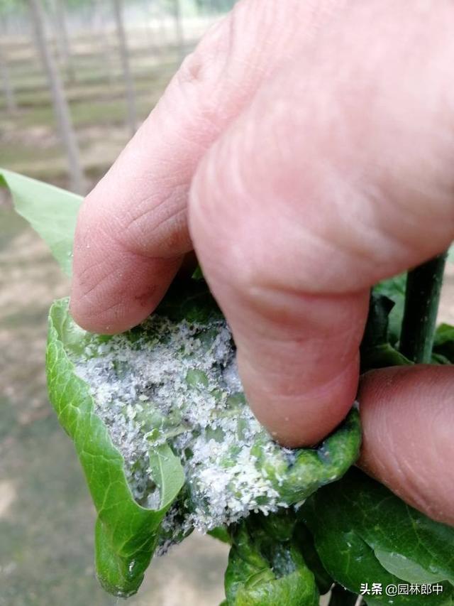 白蜡树种植方法及注意事项，但在种植过程中有几个问题需要特别注意