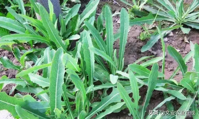 野荞麦根和乌鸡蛋煮，野荞麦根和乌鸡蛋煮水的功效（农业科普：53种野菜）