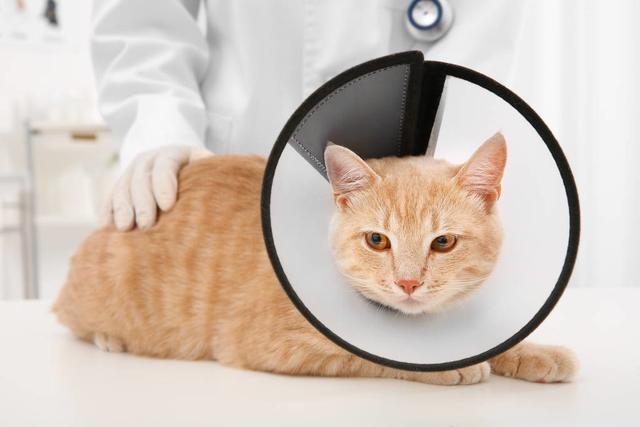 小猫吐白沫怎么办，猫咪口吐白沫怎么办（可呕吐黄色液体泡沫痰属正常吗）
