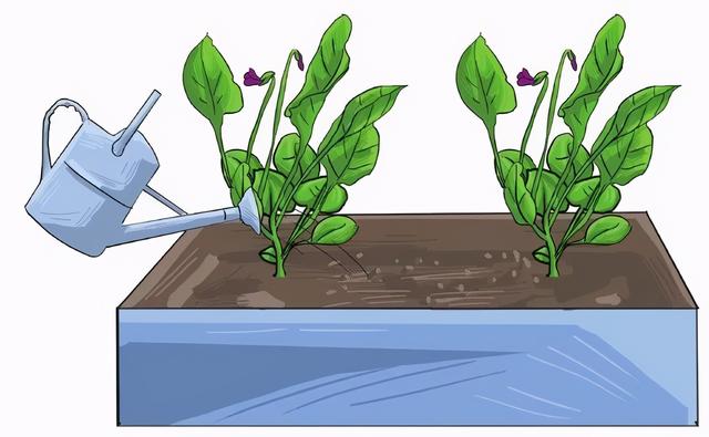 三色堇什么时候开花，三色堇在什么季节开花（这样栽培三色堇才能“情深色浓意绵长”）