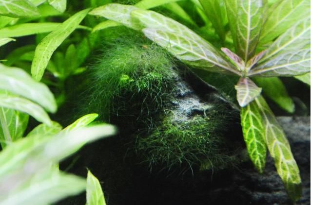 水族箱藻类有哪些，水族箱藻类有哪些图片（10分钟看懂10大水藻及去除方法）