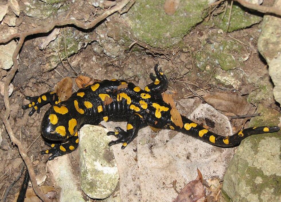 火蝾螈是什么动物有什么危害(1胎最高可产60只)