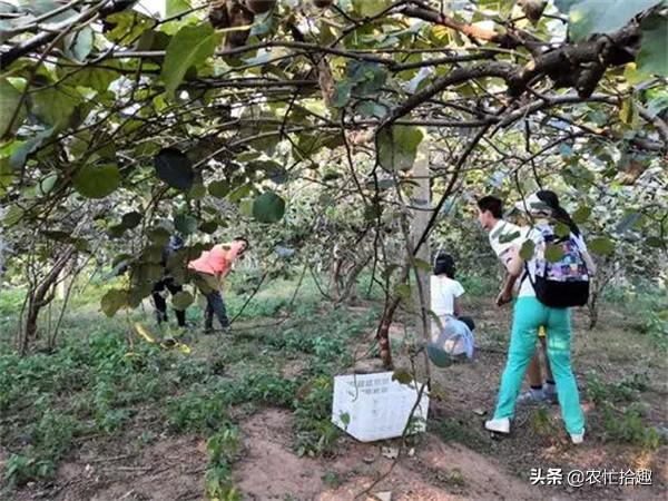 猕猴桃什么时候成熟，野生猕猴桃几月份成熟（提前一个月就采摘）