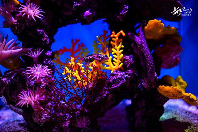 极地动物资料,极地动物世界(这些极地海洋鱼类太美了) 极地动物资料,极地动物世界(这些极地海洋鱼类太美了)