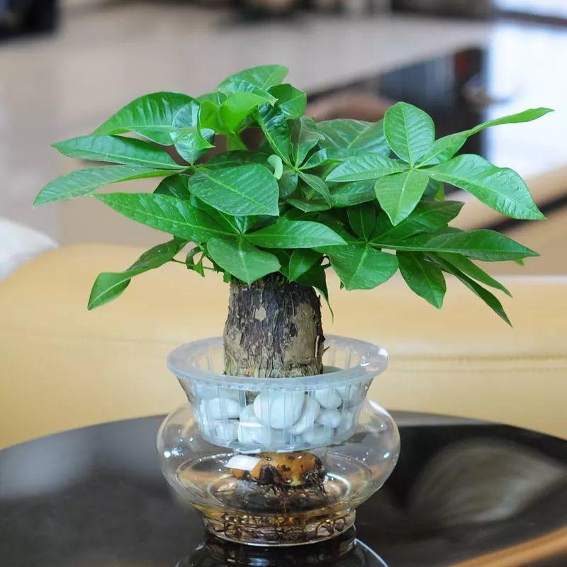 金钱树结果子(新年养一盆,红果子挂满枝!) - 彝家农业网