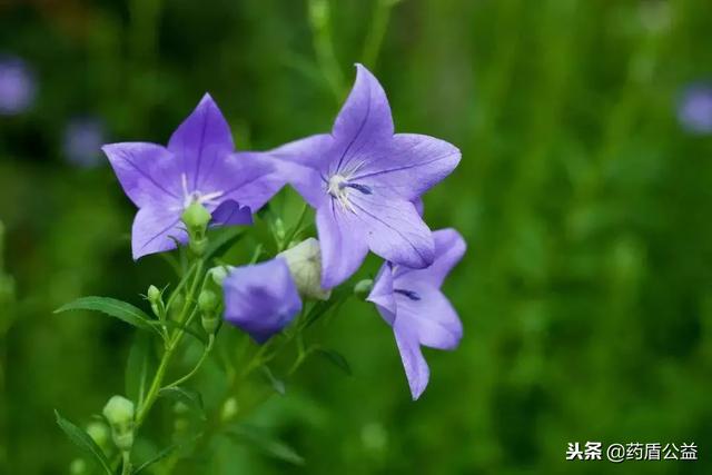 桔梗头像☽ .微信，桔梗头像☽ .（“美味佳药”——桔梗）