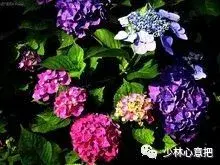 白牛胆的功效与作用，白牛胆的功效与作用禁忌（中药图片大全与功效）