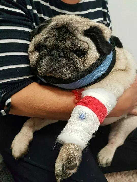 狗能吃鸭脖吗，狗狗可以吃鸭脖吗（给狗狗喂食这种东西时）