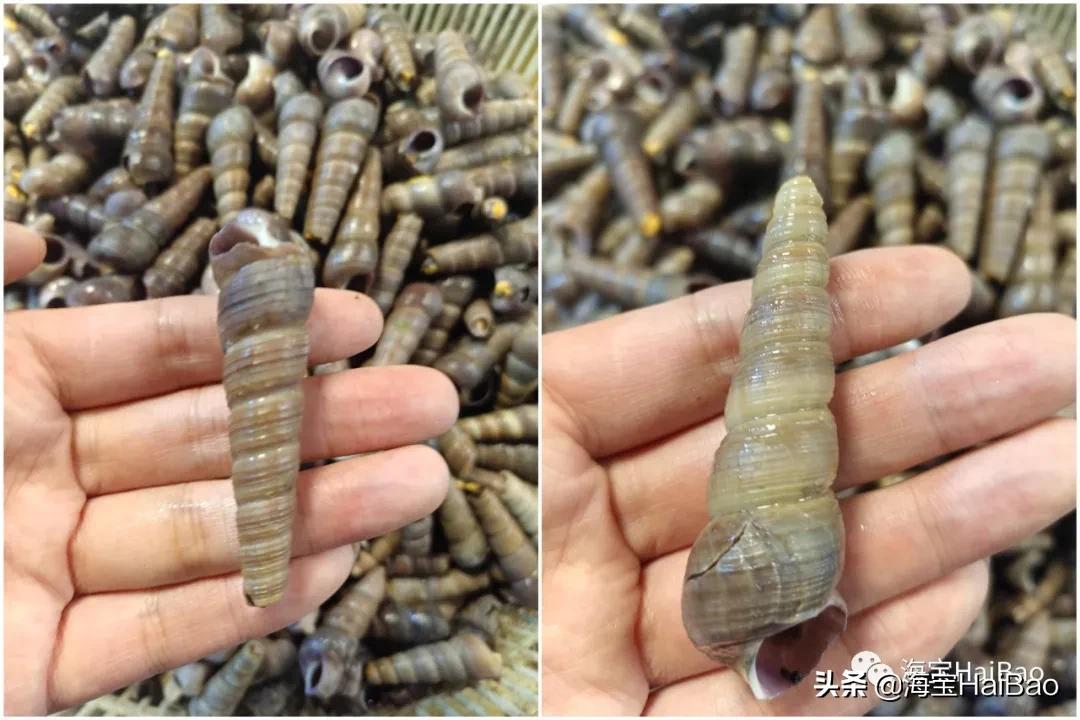 钉螺多少钱一斤(尖锥样的大连小海鲜) - 价格百科