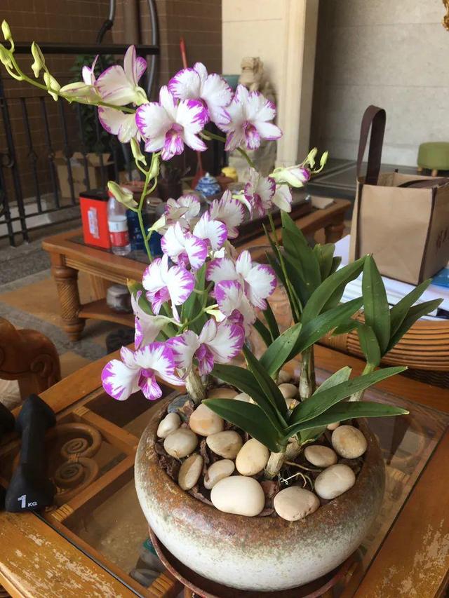 鸟尾花的繁育管理，鸟尾花 花期（30种耐阴花）