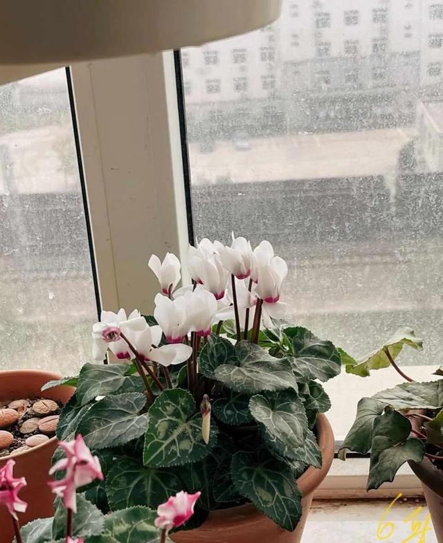 如何养好比利时杜鹃，如何养好比利时杜鹃品种（经验少的朋友别入“坑”）