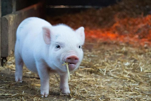 泔水桶是什么意思，部队锅食材（辟谣：禁止泔水养猪）