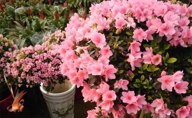 东洋杜鹃怎么养，花开的比叶还多