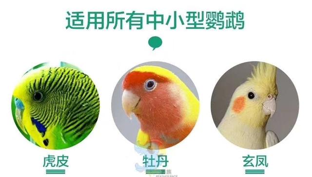 中国允许养的几种鹦鹉，中国允许养的几种鹦鹉图片（到底什么鹦鹉可以合法养）