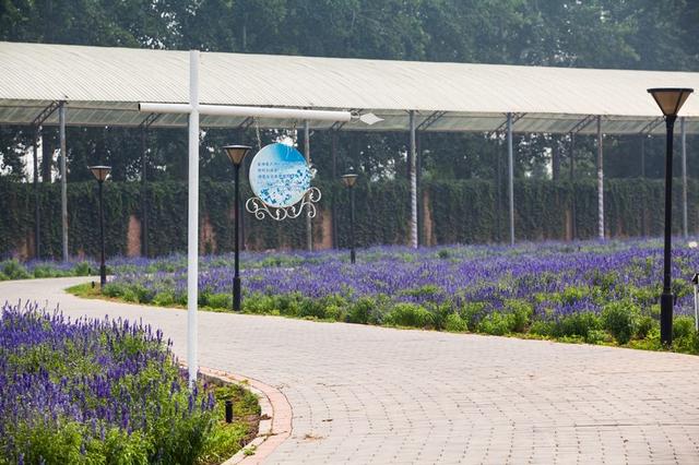 北京蓝调薰衣草庄园，北京薰衣草庄园（北京的蓝调薰衣草庄园就能狠狠浪漫一把）