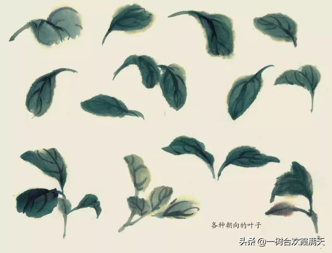 山茶花水粉画步骤，一步一步教我画山茶花水粉教程