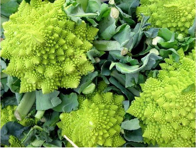 一,宝塔菜简介宝塔菜又称富贵菜,宝塔花菜,宝塔菜花,宝塔花椰菜,罗马