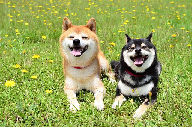 柴犬怎么训练，柴犬怎么训练空中接食（三个训练帮你驯服爱不听话的柴犬）