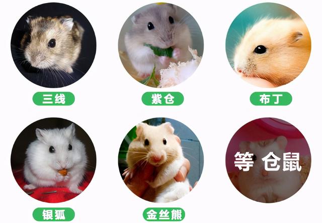 该如何正确的饲养仓鼠呢，教你养护可爱的小仓鼠