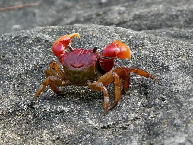 孤独的小螃蟹的故事，孤独的小螃蟹故事（《孤独的小螃蟹》第一章）