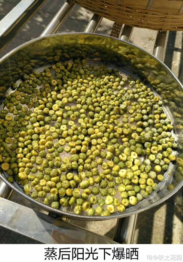 不锈钢盆可以放烤箱吗，烤箱里可以放不锈钢盆吗（10种花最养人）