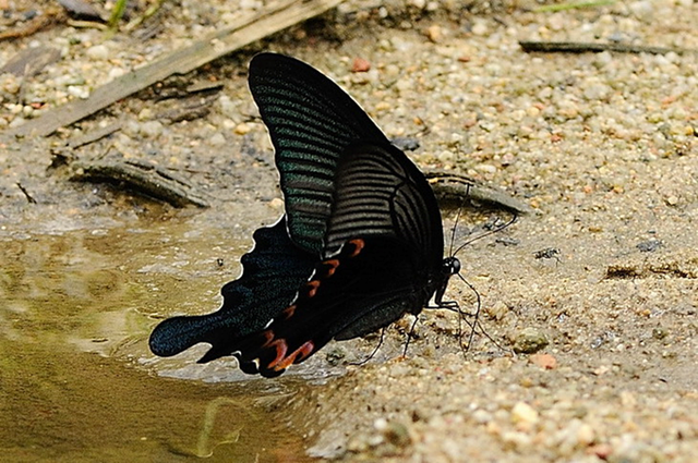 蝴蝶生活习性，蝴蝶王国（蝴蝶的生活环境和特点）