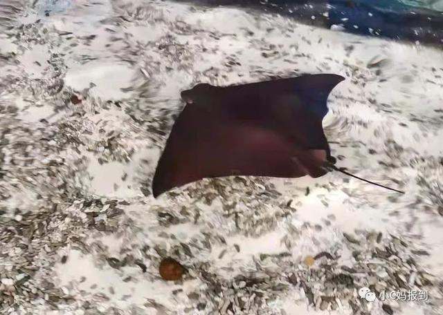 珠海长隆游玩攻略，珠海长隆游玩攻略图（带娃去珠海长隆该怎么玩）