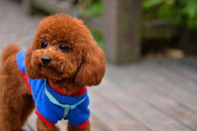 智商高又不掉毛的狗，智商高又不掉毛的狗小型犬（终于可以放心养狗了）