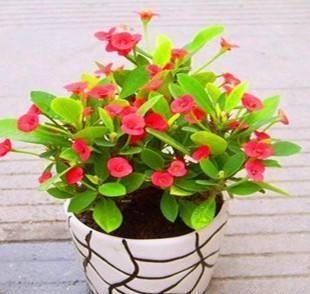 刺梅的养殖方法和注意事项，小叶刺梅的养殖方法和注意事项（有点“小危险”）