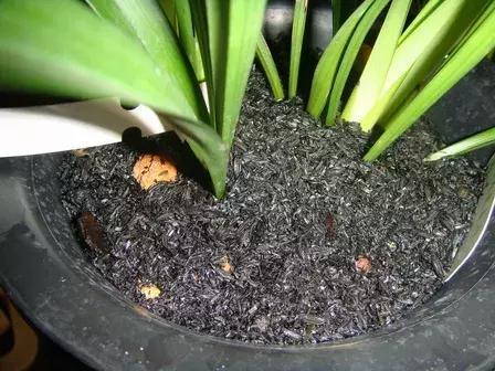 钾肥的作用及功能，钾肥的作用是什么（养花施肥不能少了“钾肥”）