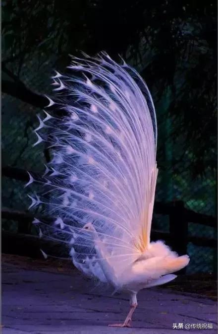 为什么雄性白孔雀也会开屏，孔雀开屏都是雄的吗（白孔雀开屏，太美了）