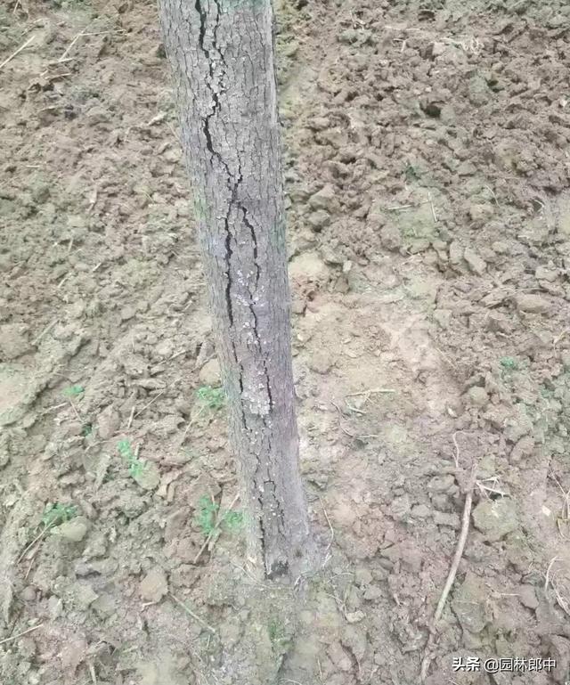 白蜡树种植方法及注意事项，但在种植过程中有几个问题需要特别注意