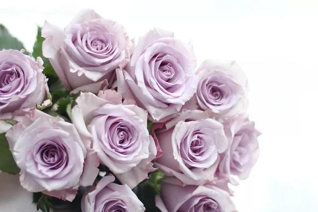 各种玫瑰花的含义，各色的玫瑰花有什么含意（一篇文章认全花店必备80种玫瑰花）