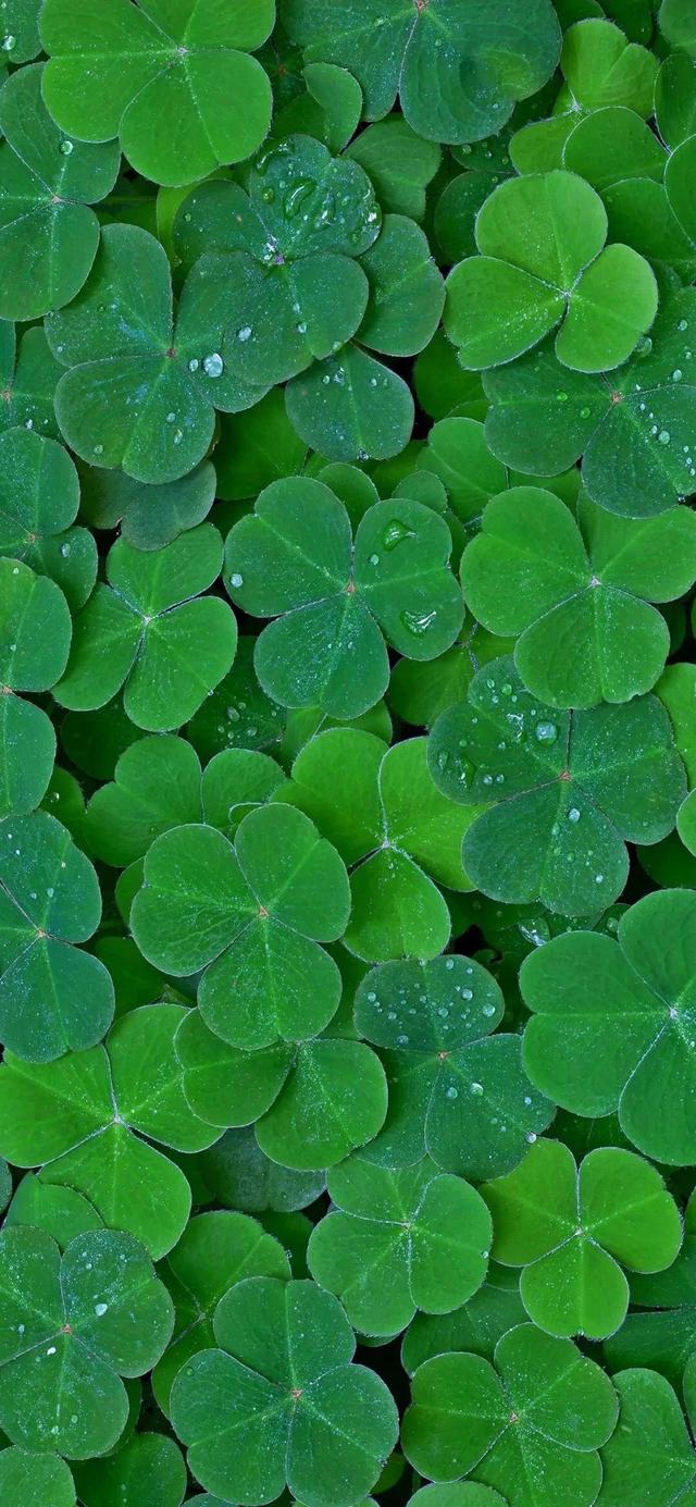 绿色系壁纸☆，绿色系清新壁纸（一些绿色系壁纸图片）