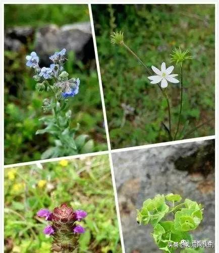 云南普者黑旅游攻略，云南省普者黑风景区旅游攻略（一处鲜为人知的神秘旅游景点——普者黑攻略）