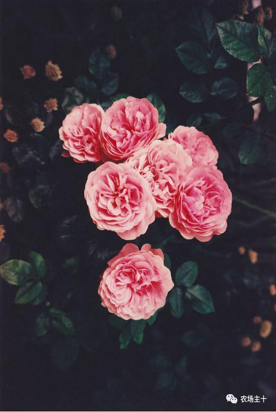 紫色野玫瑰,紫色野玫瑰图片(院子里种什么?立马收藏)