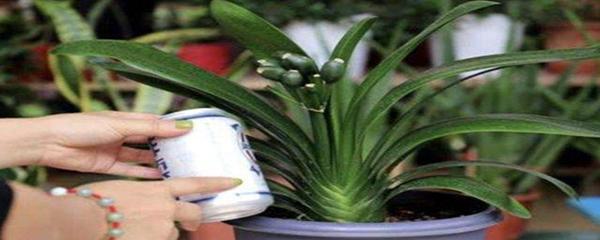 啤酒花的功效与作用，啤酒花可以丰胸吗（啤酒能浇什么花）