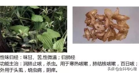 鸡肠风的功效与作用，史上最全中草药图谱