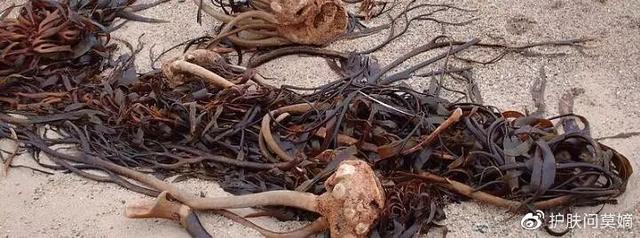 海藻面膜怎么样，泰国安娜贝拉海藻面膜怎么样（海藻颗粒面膜 ， 点评）