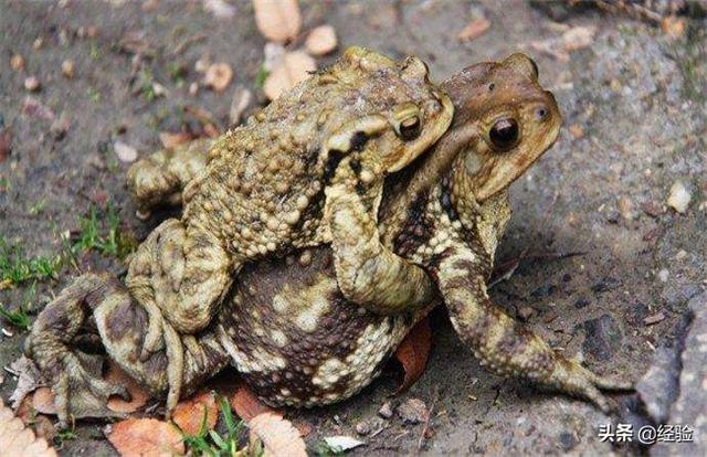 金蟾怎么养，竹根雕金蟾怎么养（人工养殖蟾蜍的注意事项）