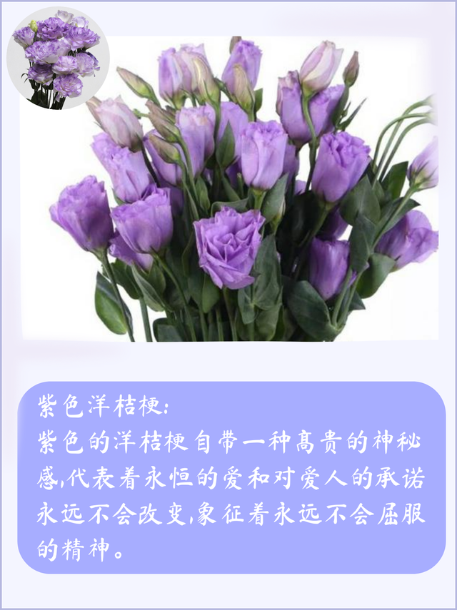 洋桔梗花语是什么，洋桔梗花语是什么意思（不同颜色的洋桔梗鲜花花语及寓意）