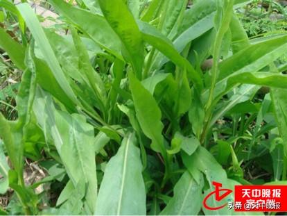 刺儿茶的功效与作用，刺儿茶的功效与作用及副作用（春天的馈赠 常见野菜大全）