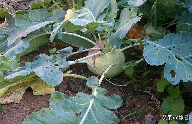 关于芥菜介绍，关于芥菜介绍的作文（但如今有些人看见它就害怕）