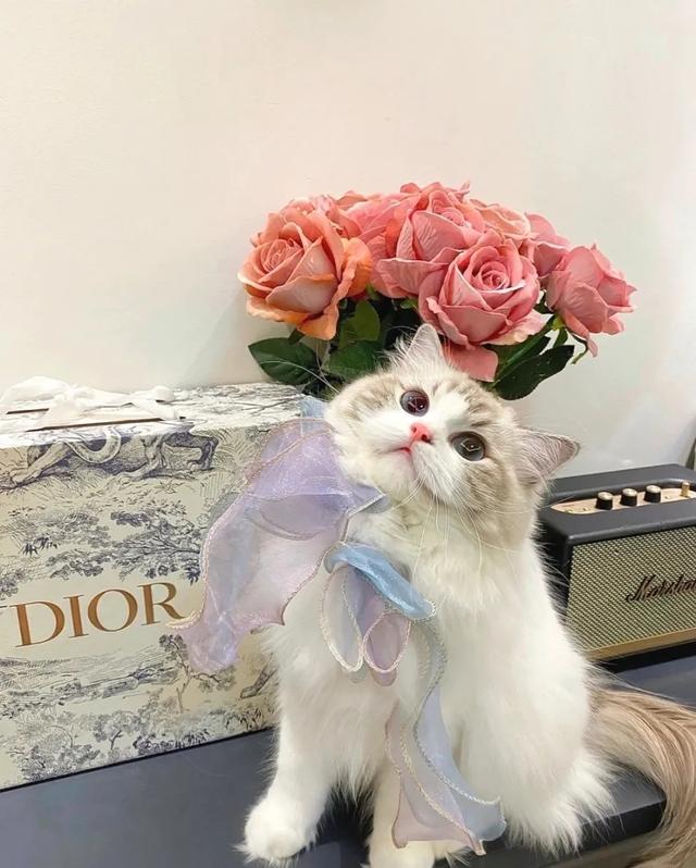 温柔句子简单好听，好听温柔的句子（很温柔很向上的句子）