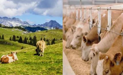 牛排的种类及各自的特点，一文搞懂各种牛排和食用方式