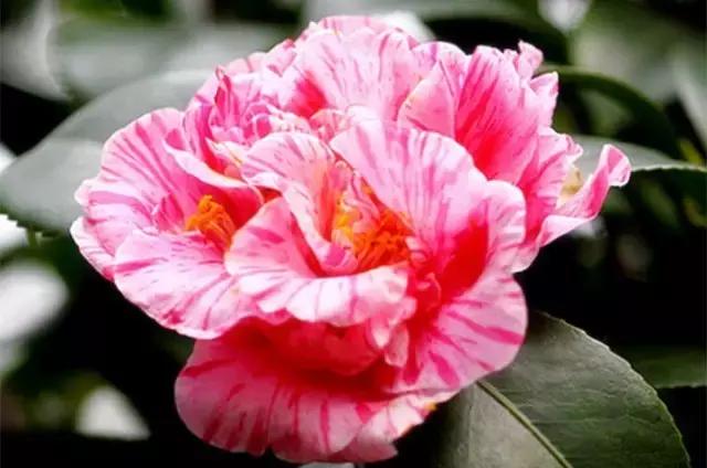 如何识别六角大红茶花，如何识别六角大红茶花的真假（带你认识名贵茶花品种）